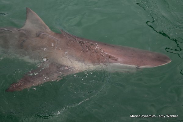 Bronze whaler shark, Gansbaai, South Africa